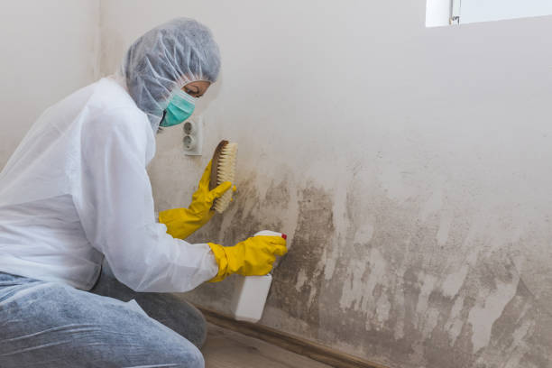 Best Attic Mold Removal  in Seward, NE